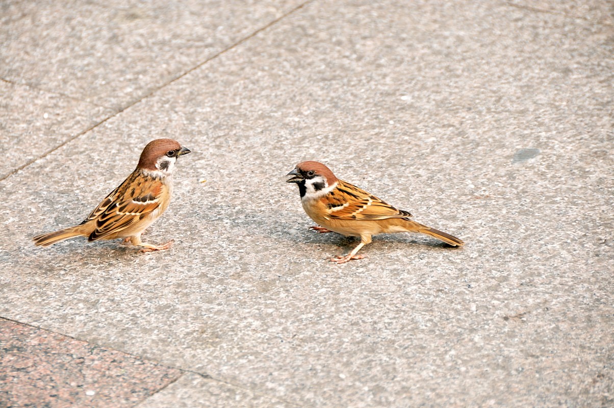 随处可见的麻雀居然都是进口的我国本地麻雀去哪了