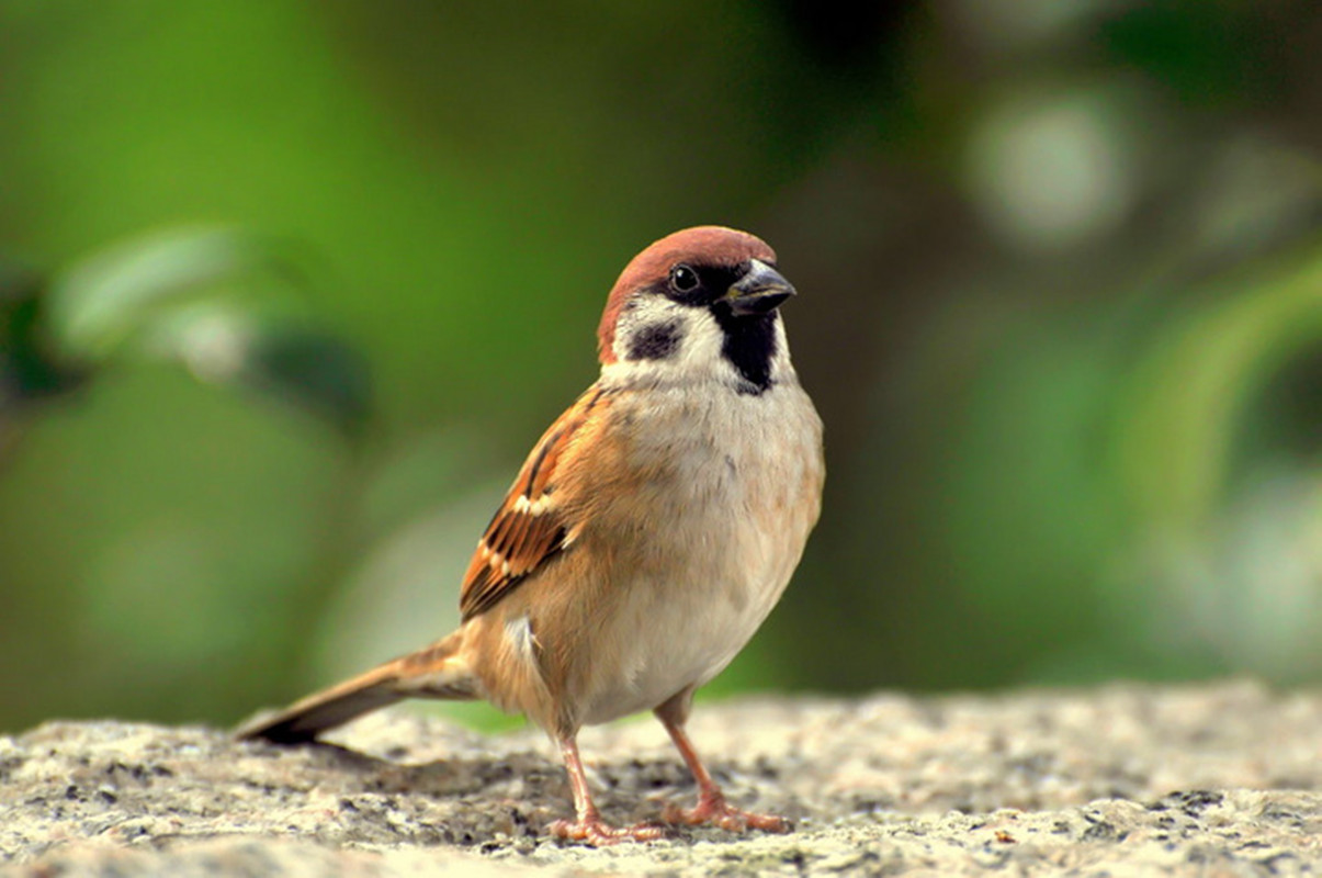 于是中国向苏联进口了上万只麻雀,投放到麻雀绝迹的地区,这些苏联麻雀