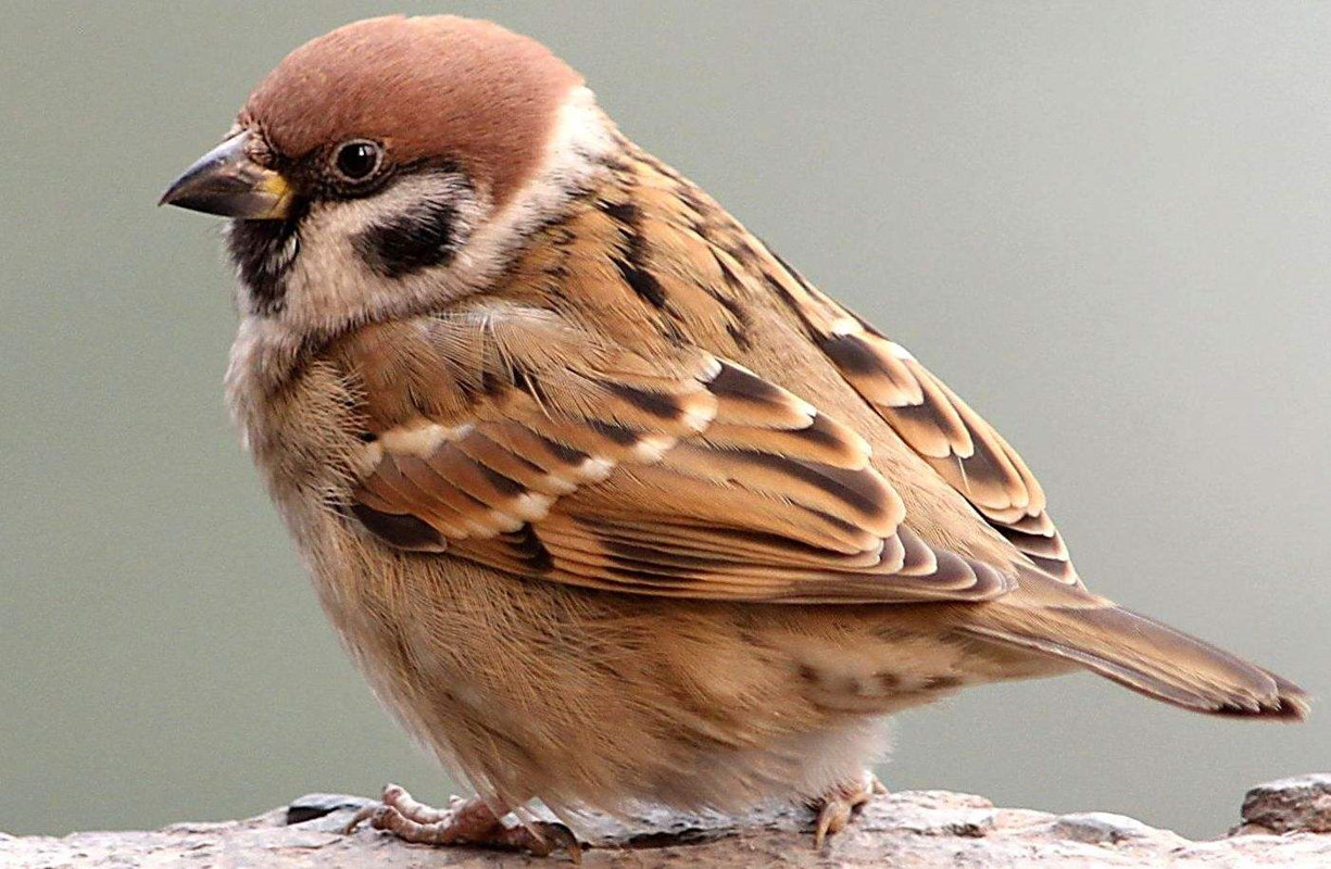 随处可见的麻雀居然都是进口的我国本地麻雀去哪了