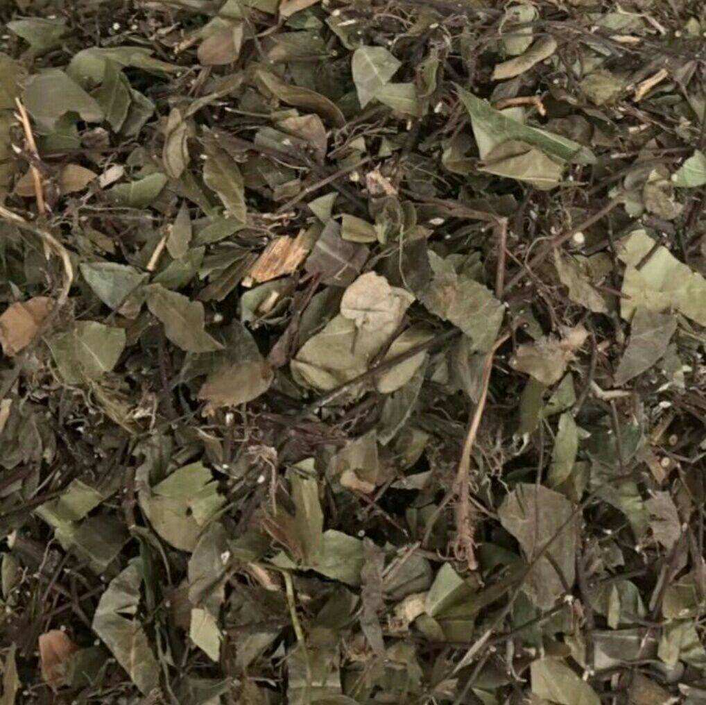 农村常见的植物白花藤原来就是药材络石藤你认识吗