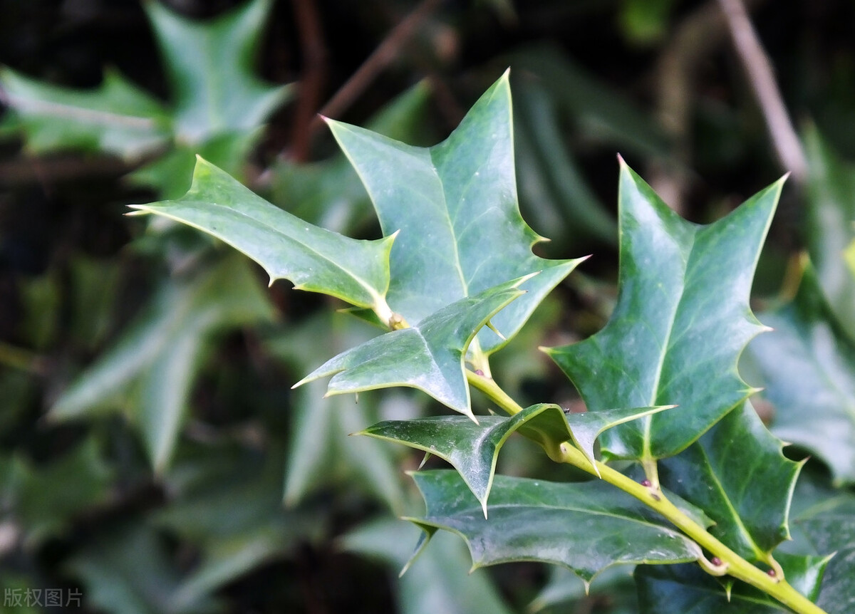 农村浑身长刺的植物你可能见过但它的价值你知道吗来了解一下
