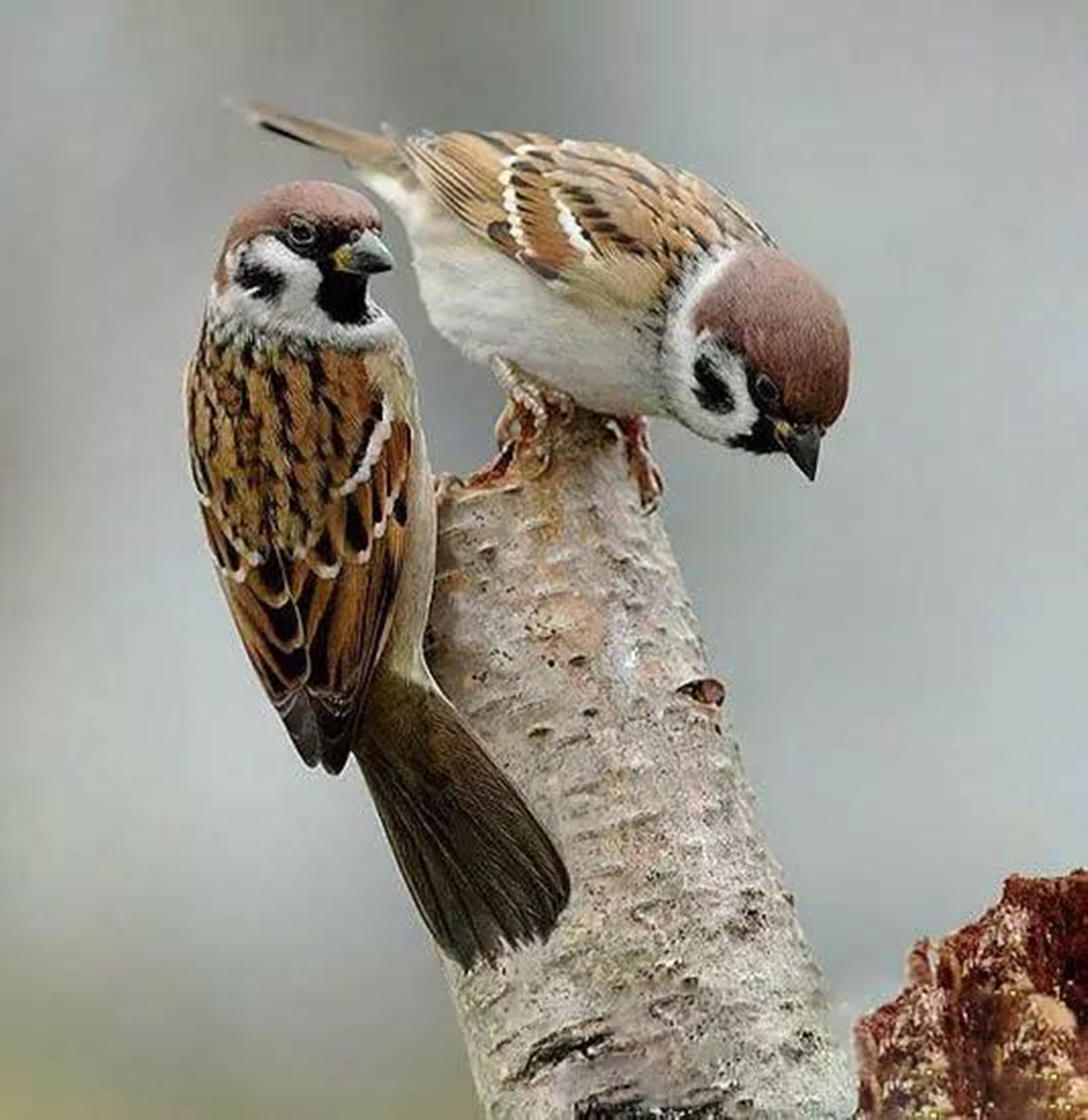 随处可见的麻雀居然都是进口的我国本地麻雀去哪了