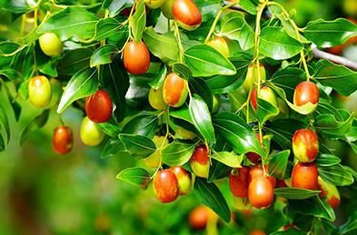 马上就冬至，家里要有的3种“富贵果”，寓意百年好合幸福美满休闲区蓝鸢梦想 - Www.slyday.coM