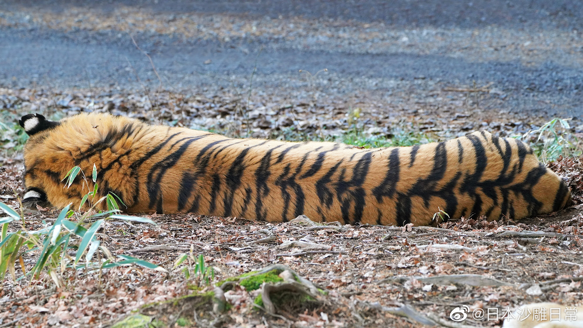 富士野生动物园里的东——北——虎