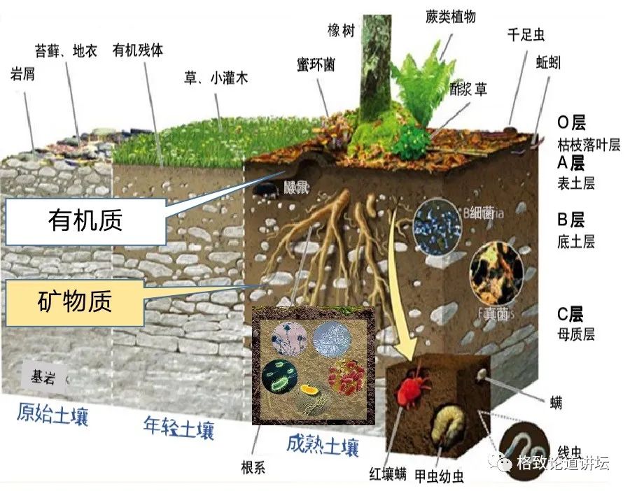 土壤是巨大的生物库,是类生物体;土壤生物相互关联