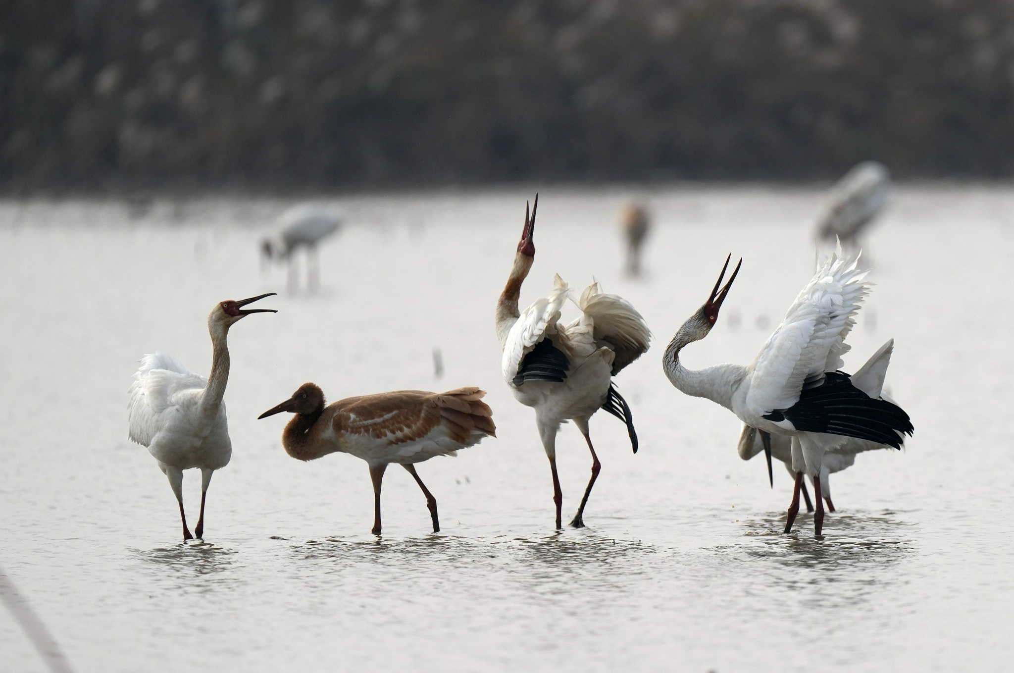 鄱湖观鸟记为啥白鹤爱来鄱阳湖过寒假