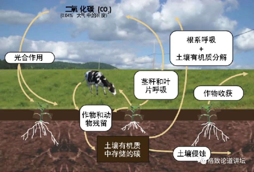 土壤有机质哪来的?