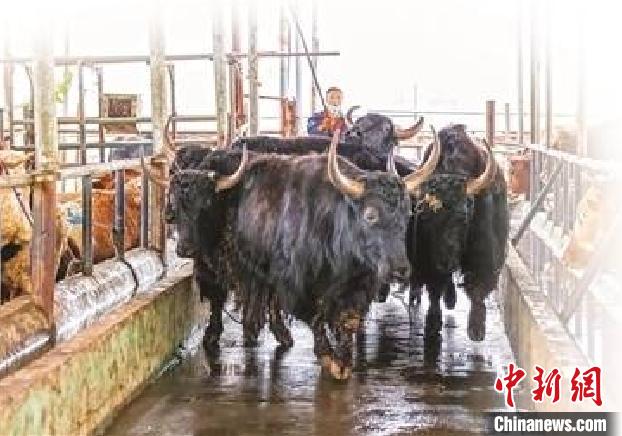 四川阿坝州的牦牛 曾盼 摄