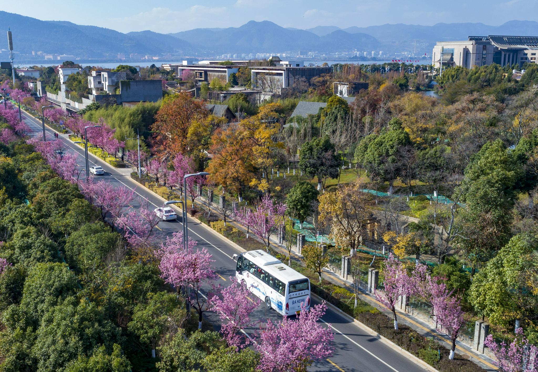 春城冬樱绽放|昆明市|樱花|云南省_新浪新闻