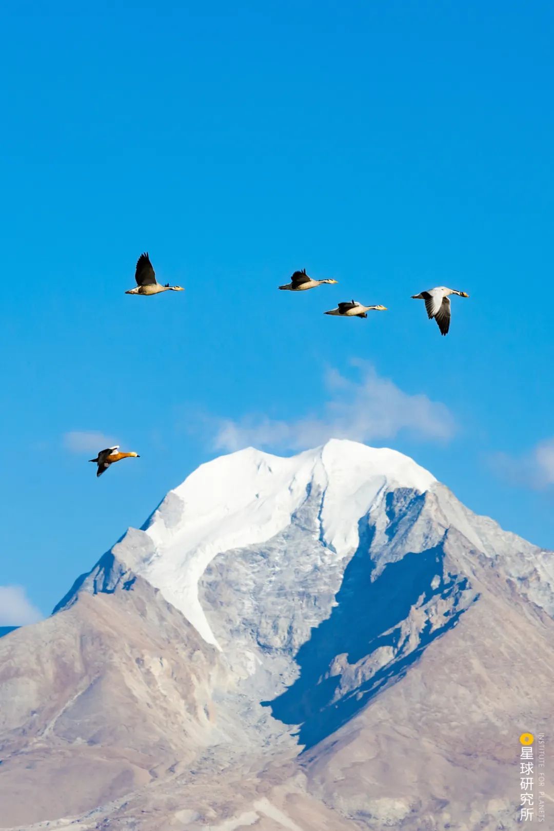 没有一只候鸟会飞直线