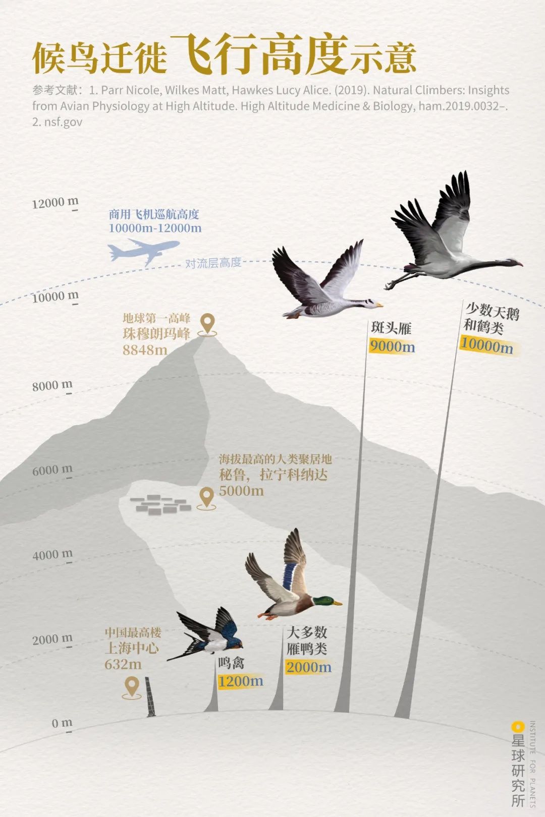 没有一只候鸟会飞直线