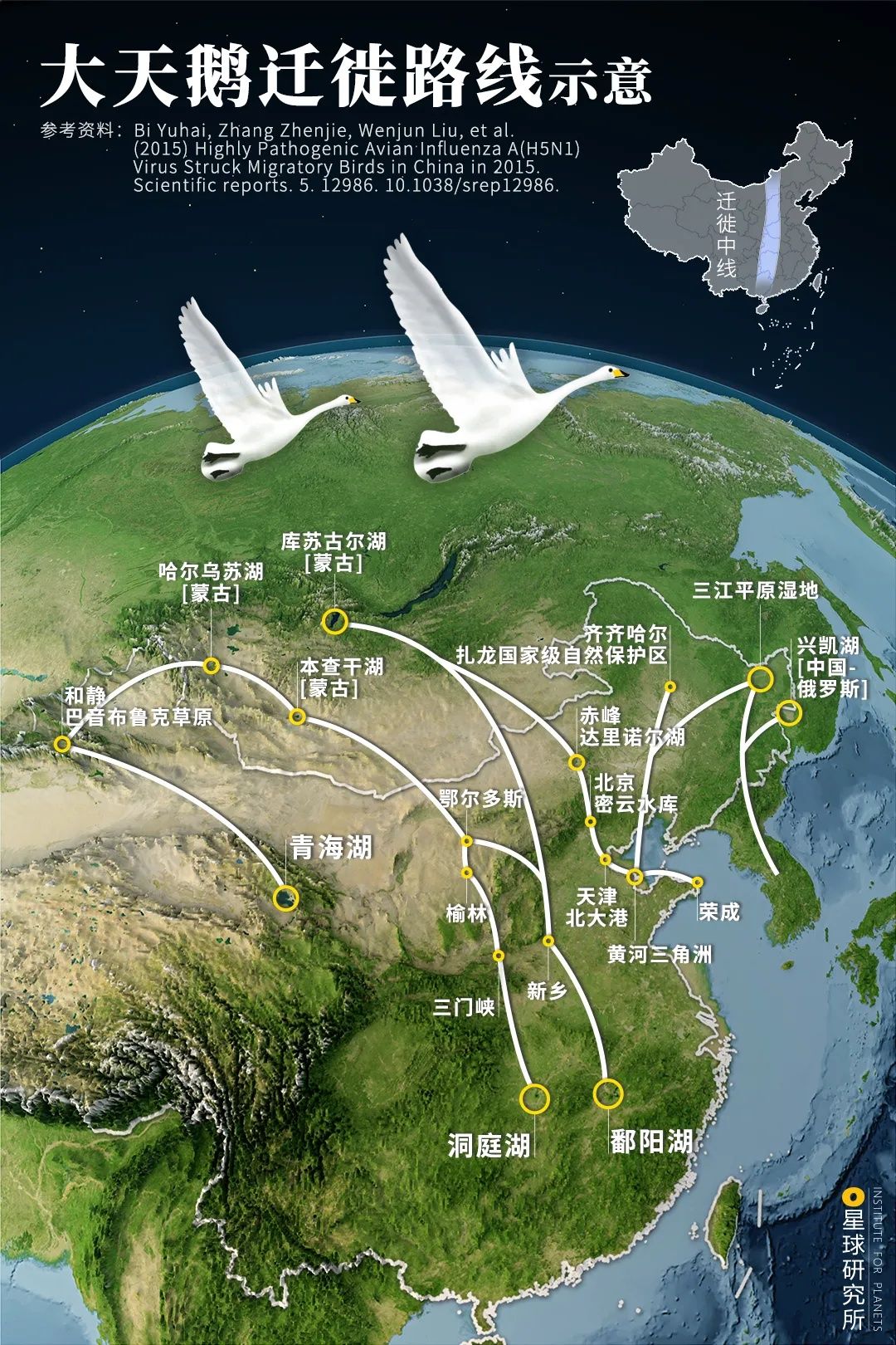 (大天鹅的迁徙路线广阔,涉及东,中,西三线,其中经三门峡到达洞庭湖的