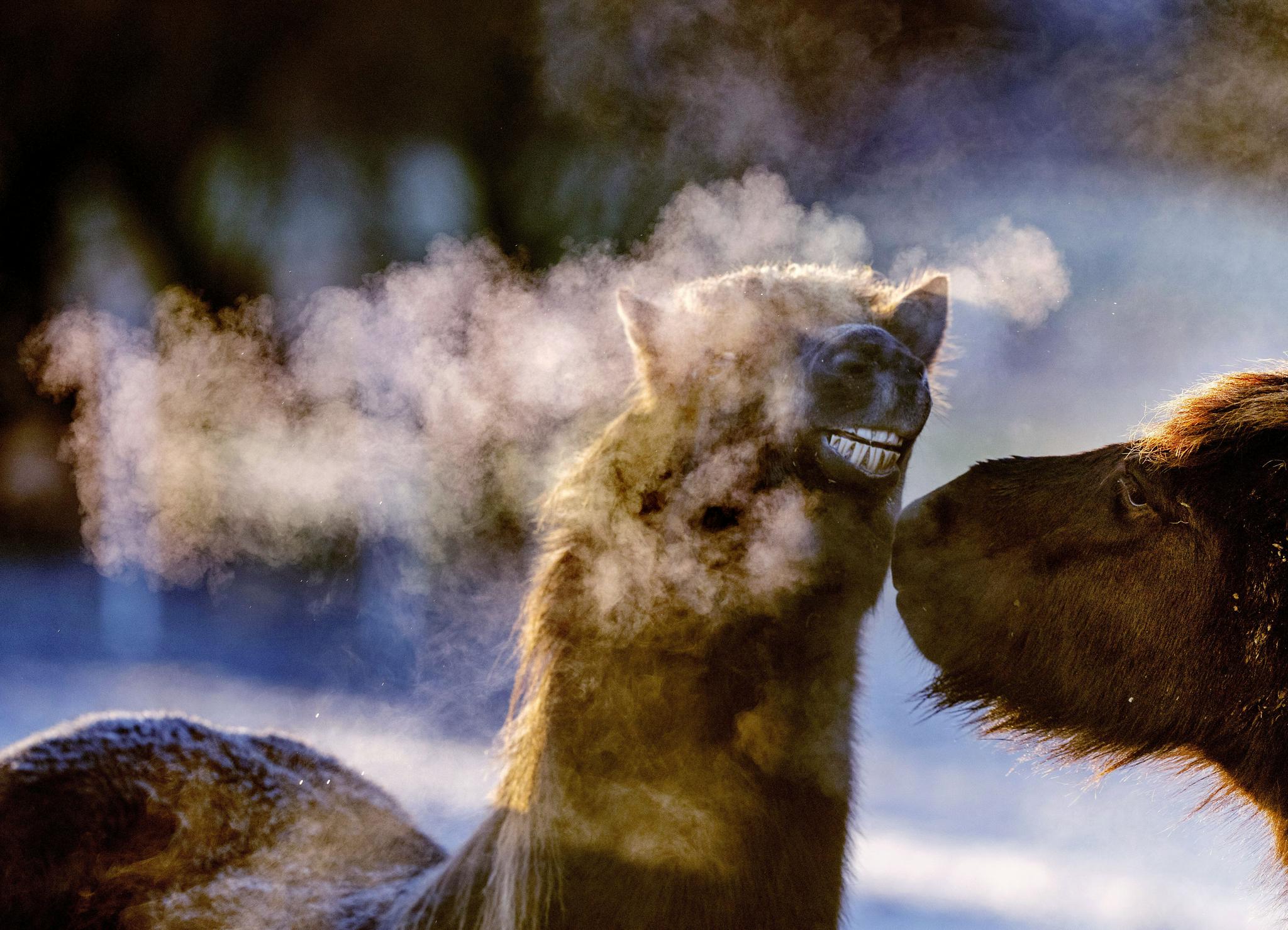 德国吐哈气的冰岛马