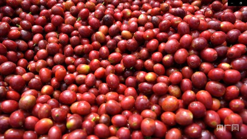 咖啡鲜果（央广网记者 汪宁 摄）