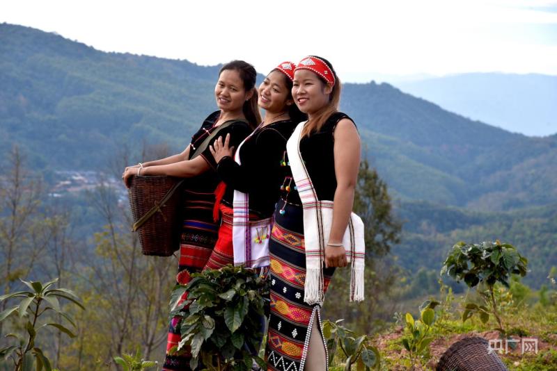 咖啡鲜果采摘忙（央广网记者 汪宁 摄）