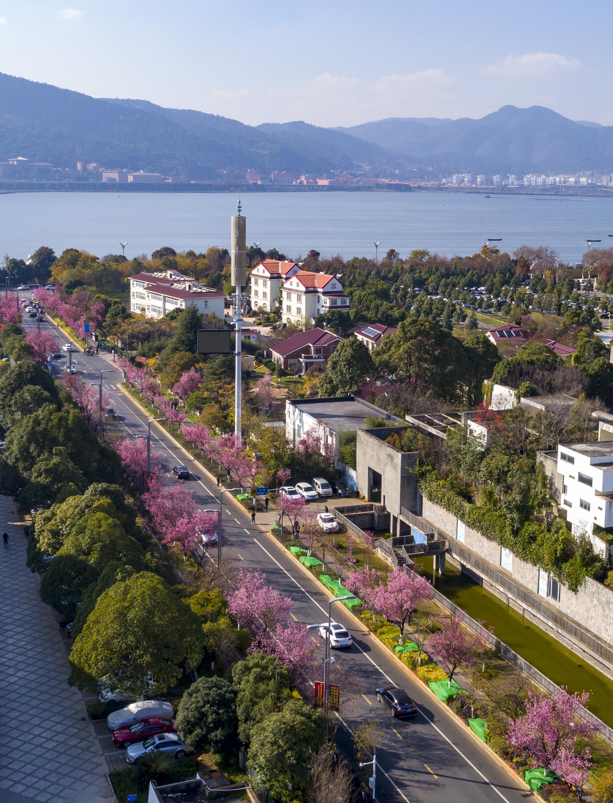 春城冬樱绽放|昆明市|樱花|云南省_新浪新闻