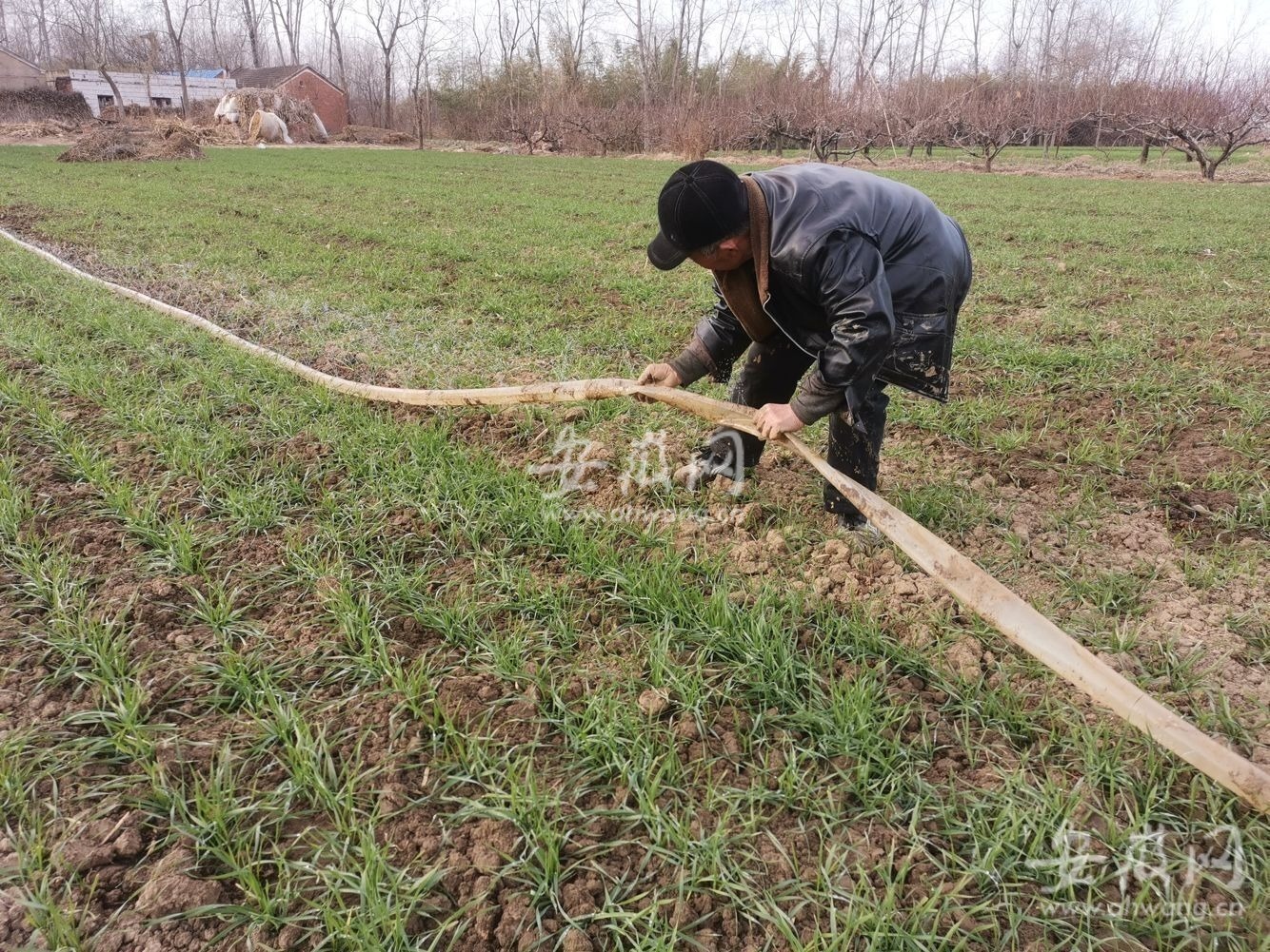 图为12月20日李华庆正在田地里铺着水管给麦子灌溉。