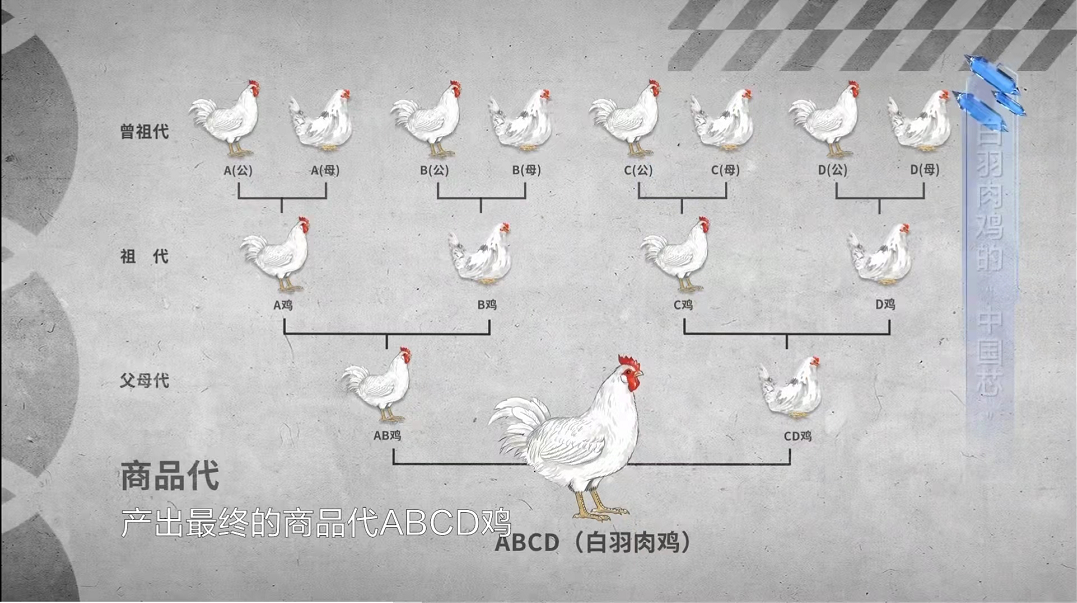 种源之战为什么是圣农只能是圣农