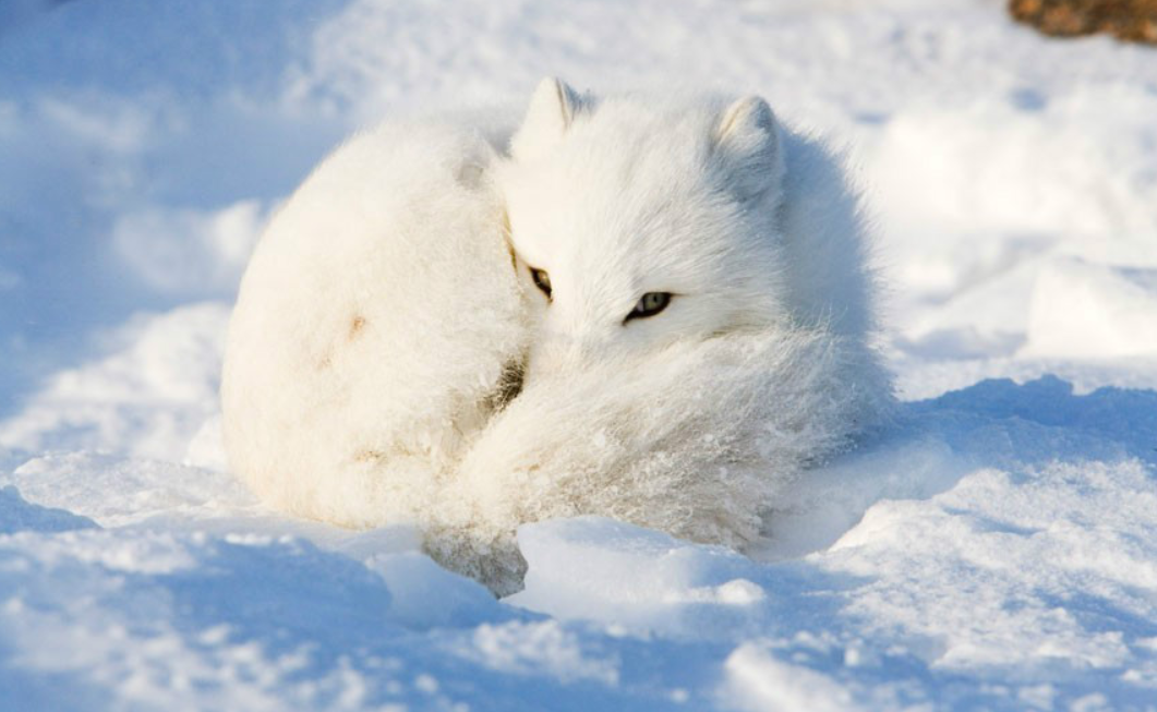 上海成白狐窝地铁站又出现一只分析弃养放生并非好事