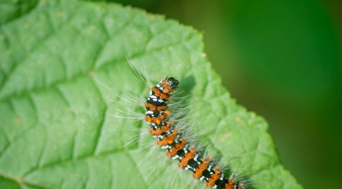 农村很多的菜叶上基本都有虫子,到底能不能吃?有没有危险?休闲区蓝鸢梦想 - Www.slyday.coM 农村很多的菜叶上基本都有虫子,到底能不能吃?有没有危险?休闲区蓝鸢梦想 - Www.slyday.coM