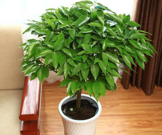 9种吉祥树适合家里养富贵大气上档次好养寓意好