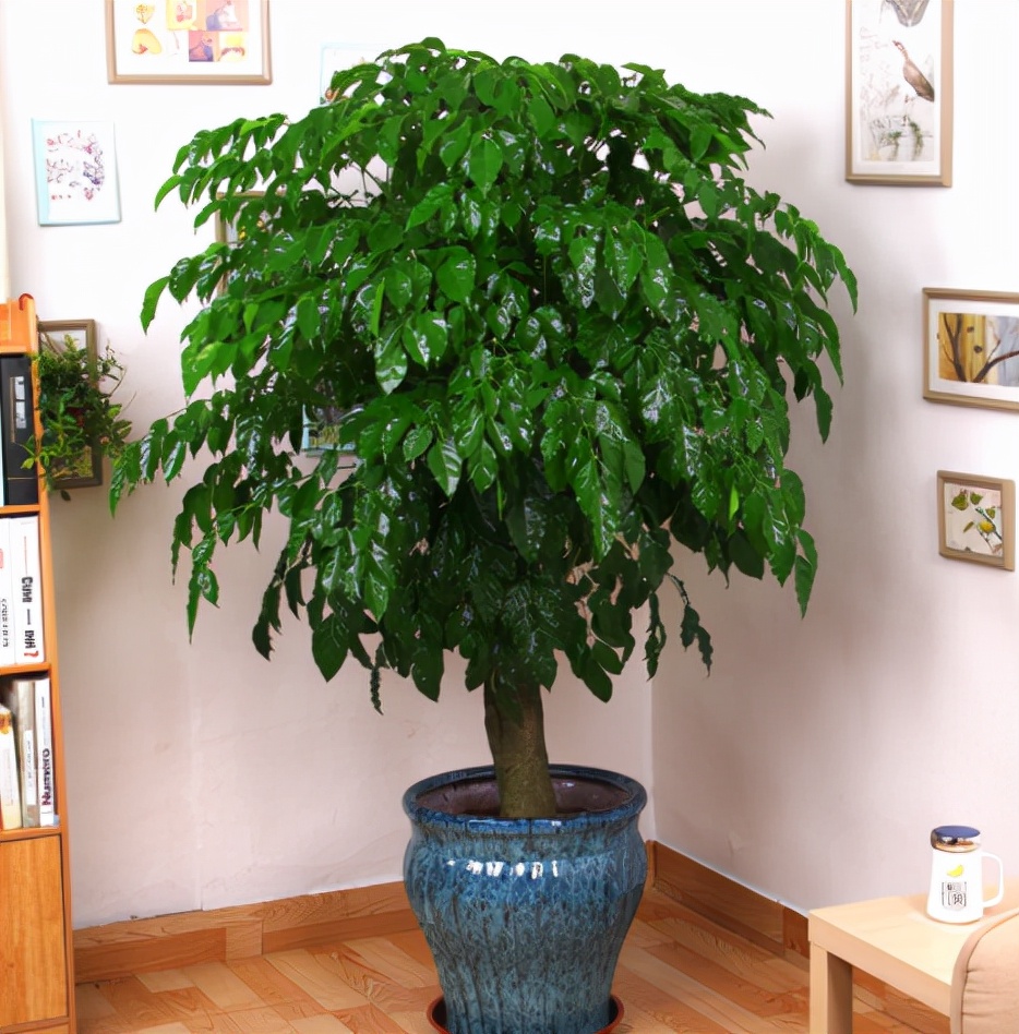 9种"吉祥树",适合家里养,富贵大气上档次,好养寓