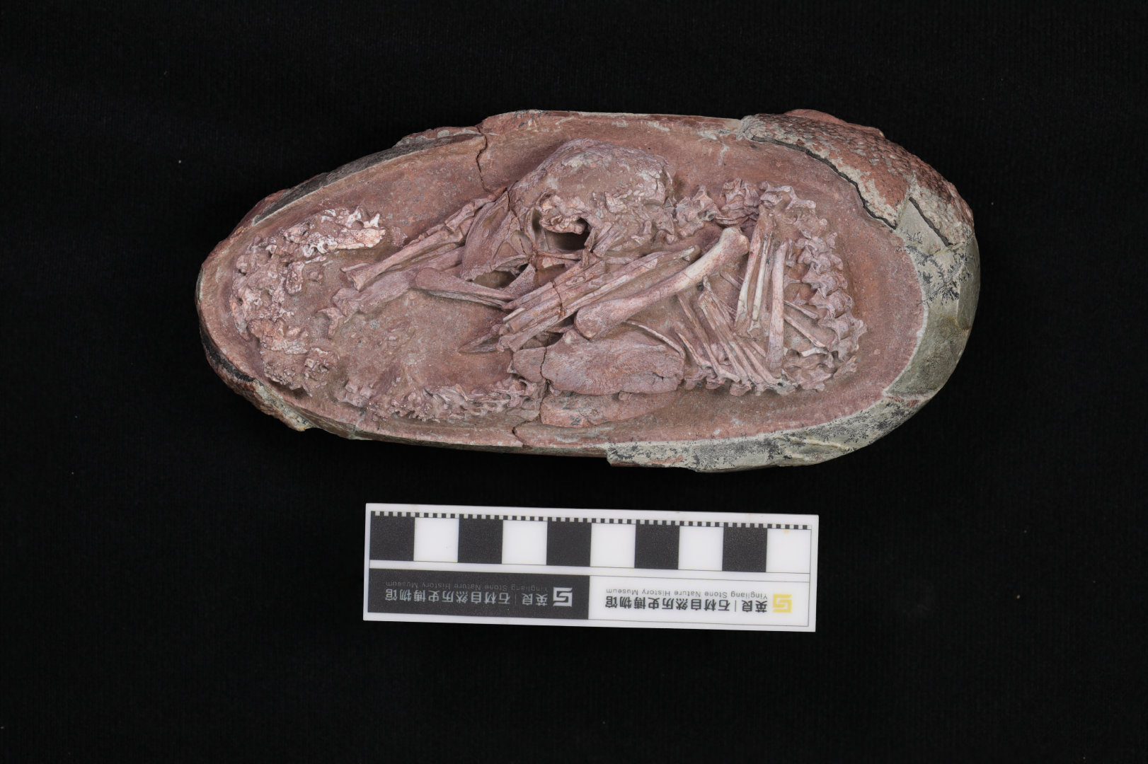 现今发现最完整恐龙胚胎化石馆藏于福建