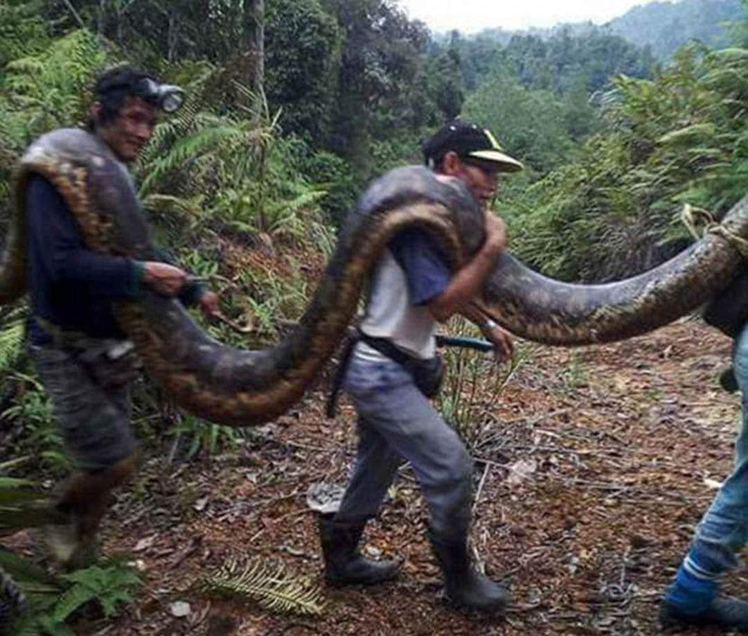 30000条大蛇难逢敌手,缅甸蟒在美国泛滥,全职猎人表示无能为力-香山网