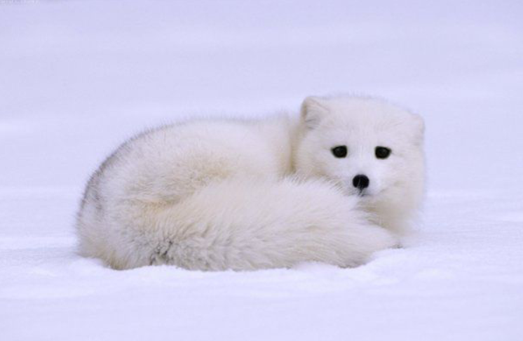 如果大家不详细地看,还有概率认成我们常见的狗.