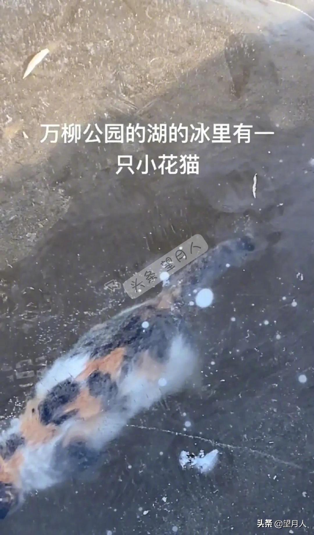 哎！小猫被冻死在湖里，真是太可怜了……|鱼|猫_新浪新闻