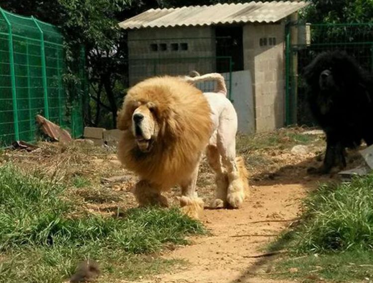 网友替藏獒设计了新造型,藏獒不吃不喝,最后让网友大惊失色|藏獒|狗狗