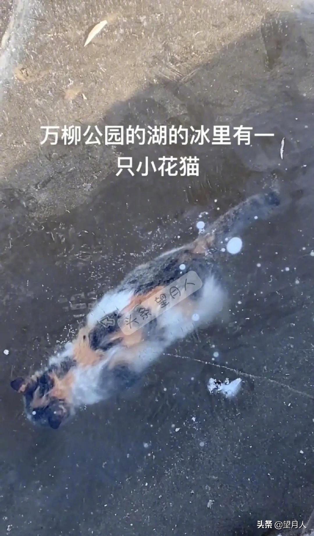 哎！小猫被冻死在湖里，真是太可怜了……|鱼|猫_新浪新闻