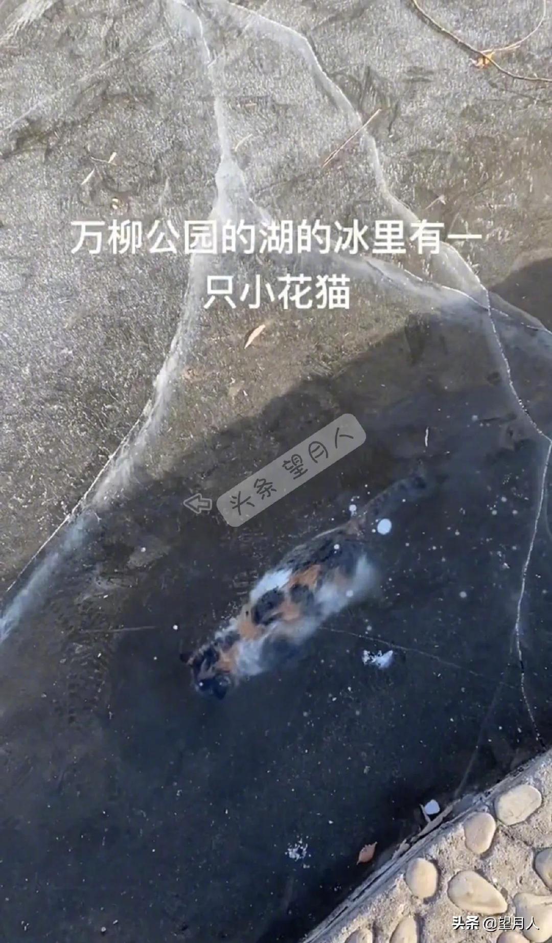 哎！小猫被冻死在湖里，真是太可怜了……|鱼|猫_新浪新闻