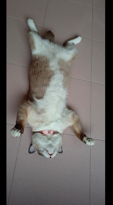 猫咪四脚朝天躺在地板上眼睛还半睁着昨晚这是喝了多少啊