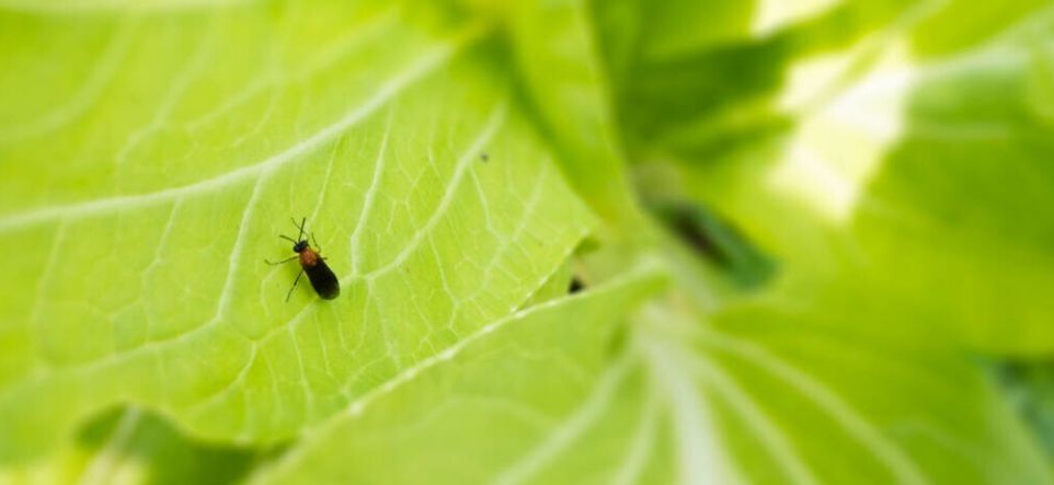 农村很多的菜叶上基本都有虫子,到底能不能吃?有没有危险?休闲区蓝鸢梦想 - Www.slyday.coM 农村很多的菜叶上基本都有虫子,到底能不能吃?有没有危险?休闲区蓝鸢梦想 - Www.slyday.coM