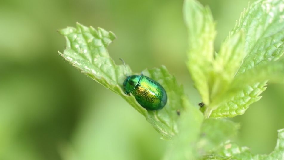 农村很多的菜叶上基本都有虫子,到底能不能吃?有没有危险?休闲区蓝鸢梦想 - Www.slyday.coM 农村很多的菜叶上基本都有虫子,到底能不能吃?有没有危险?休闲区蓝鸢梦想 - Www.slyday.coM