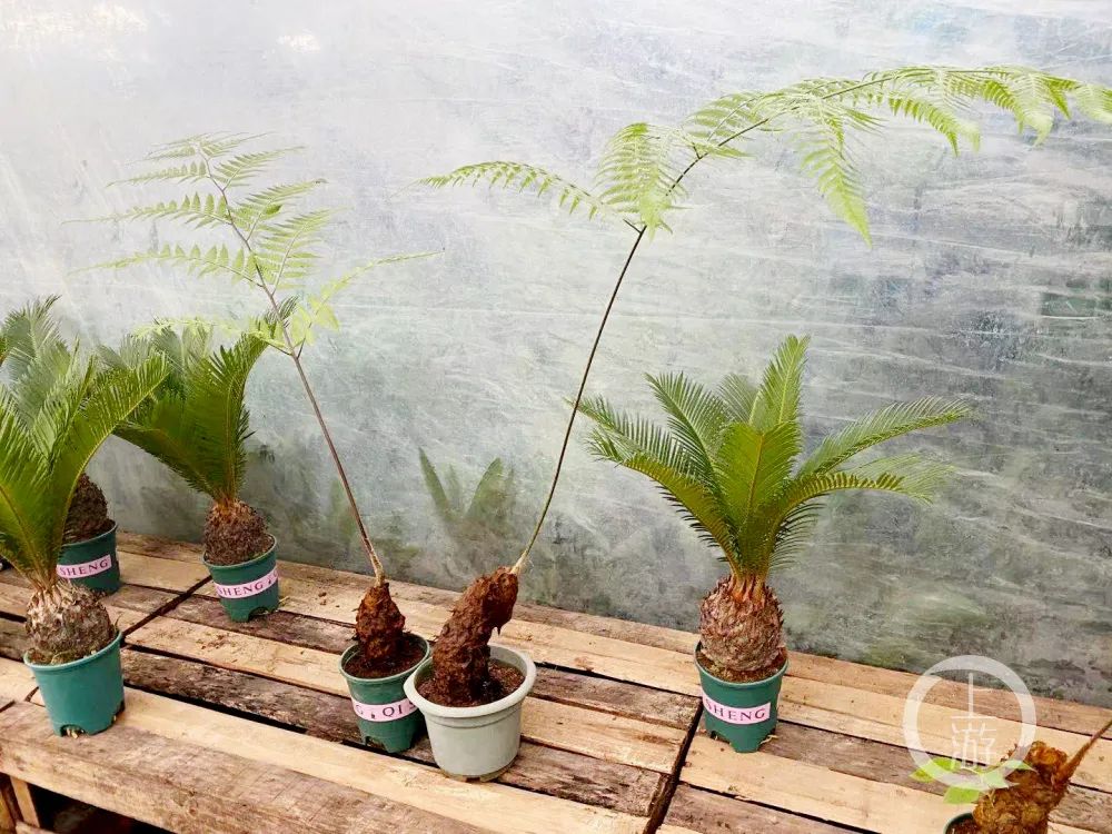 金毛狗蕨是国家级濒危珍奇植物,禁止买卖.