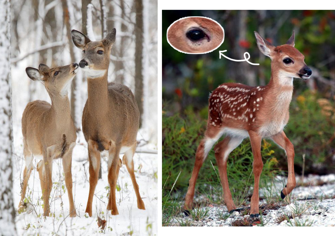 今年圣诞就画这个妆！休闲区蓝鸢梦想 - Www.slyday.coM