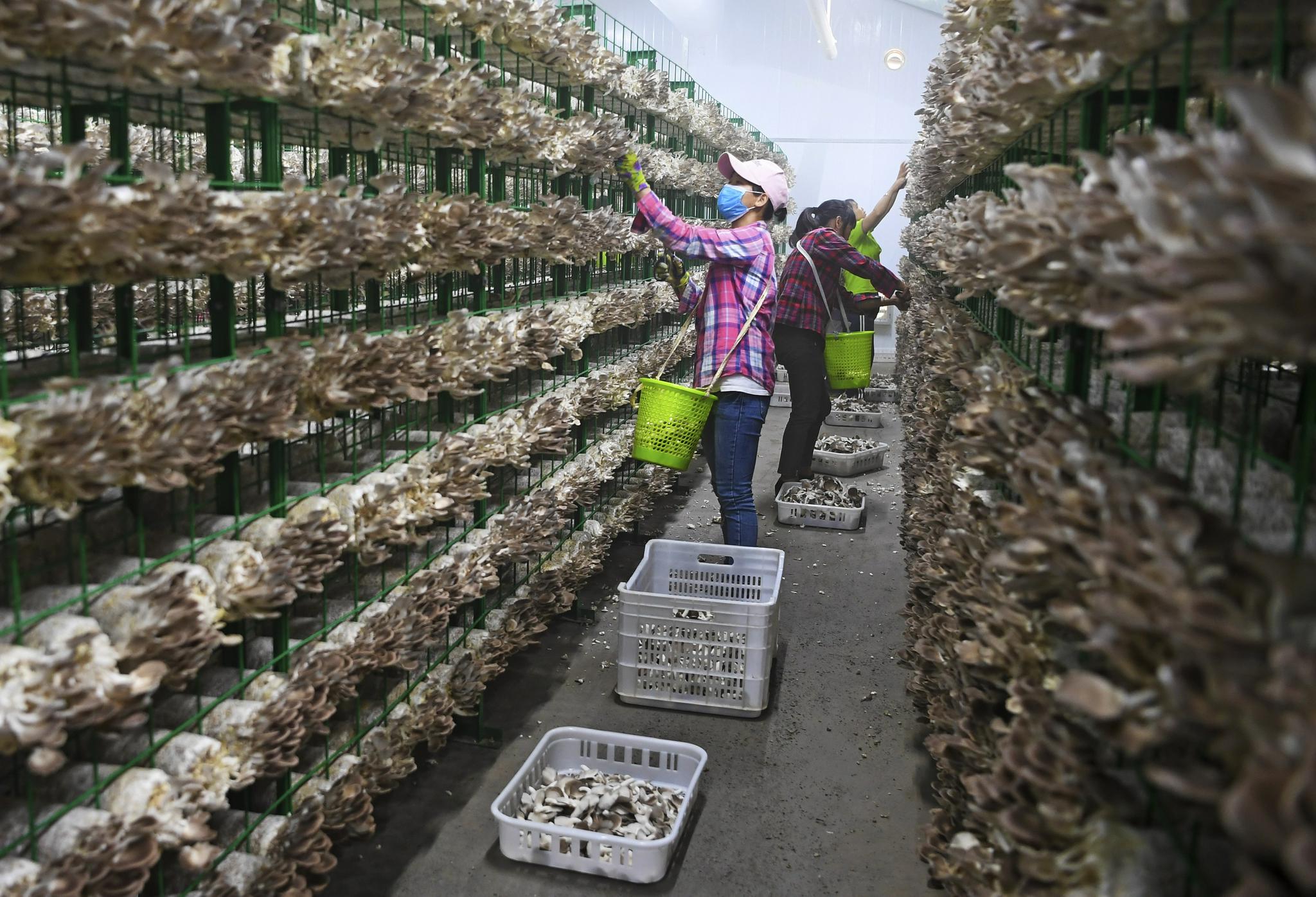 依托坚强电网,东兰县利用现代化科技手段大力发展食用菌产业,助力乡村