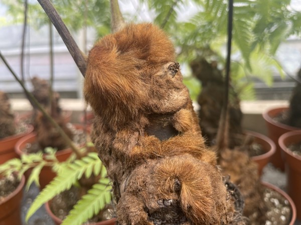 这种濒危植物竟能在花店里买到？上海警方严打破坏生态环境违法犯罪，全力守护申城碧水蓝天休闲区蓝鸢梦想 - Www.slyday.coM