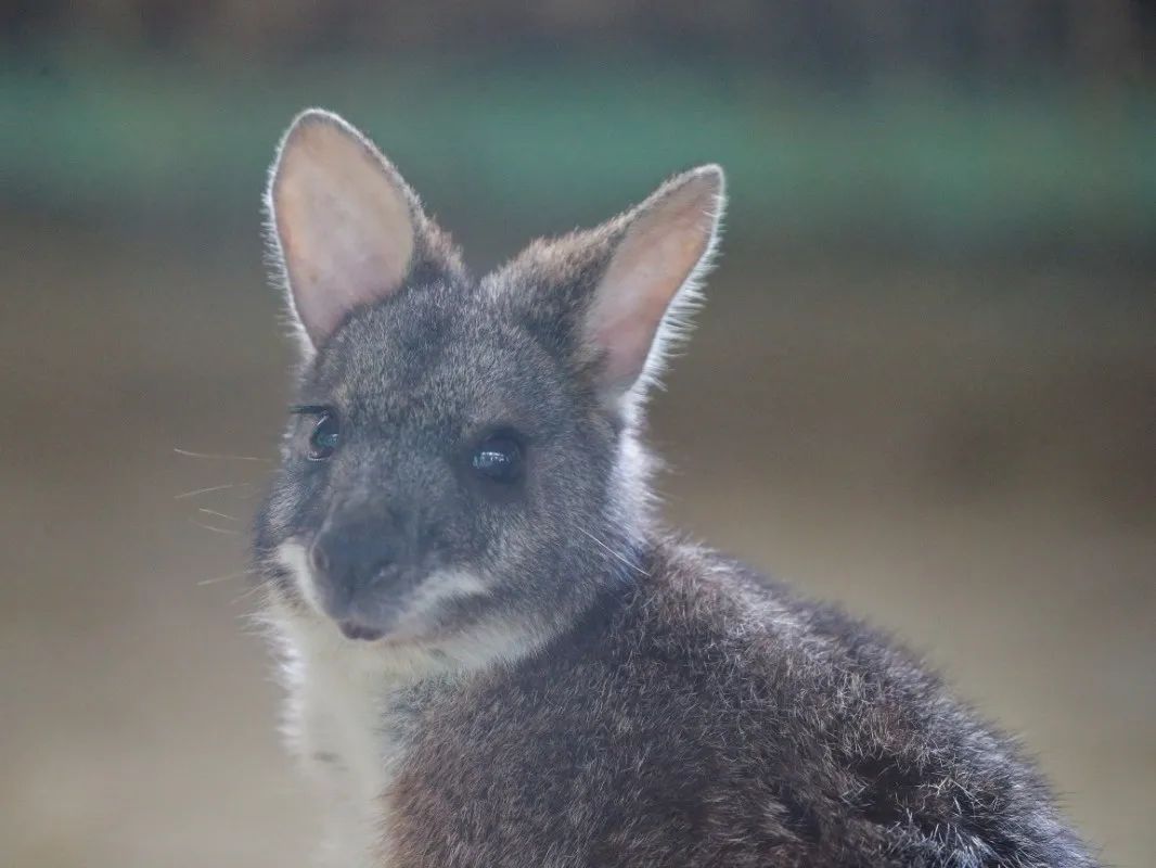 探索圆盾大袋鼠首秀快来认识一下