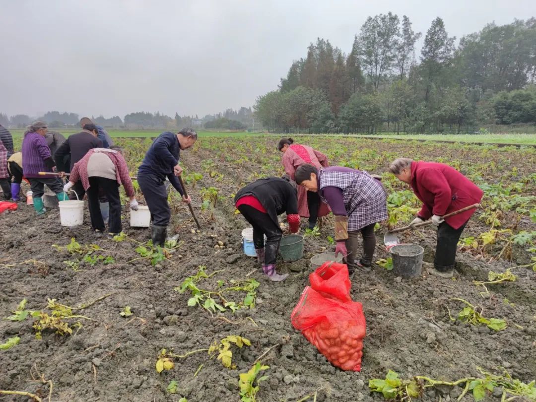破解农村"谁来种地,怎么种地"难题|农村|四川省_新浪新闻