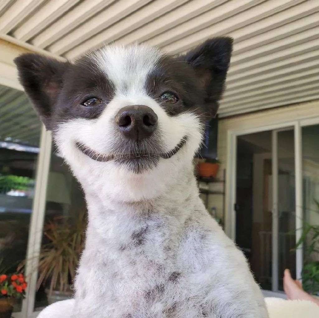 微笑狗的主人图片