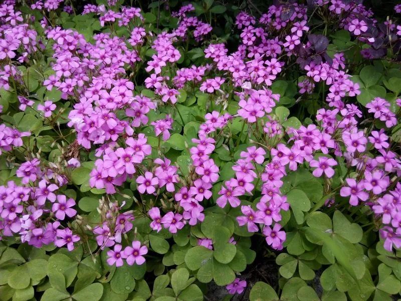 越冷越会开 这些花圃常见的爆花机器 貌美更好吃 玛格丽特 新浪新闻