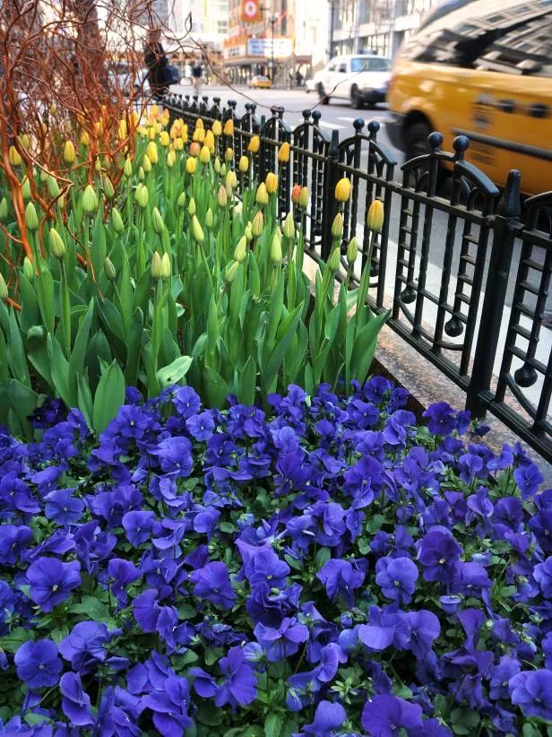 越冷越会开 这些花圃常见的爆花机器 貌美更好吃 玛格丽特 新浪新闻