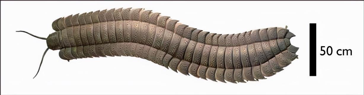 剑桥大学科学家发现326亿年前巨型远古蜈蚣曾经在英国四处游荡