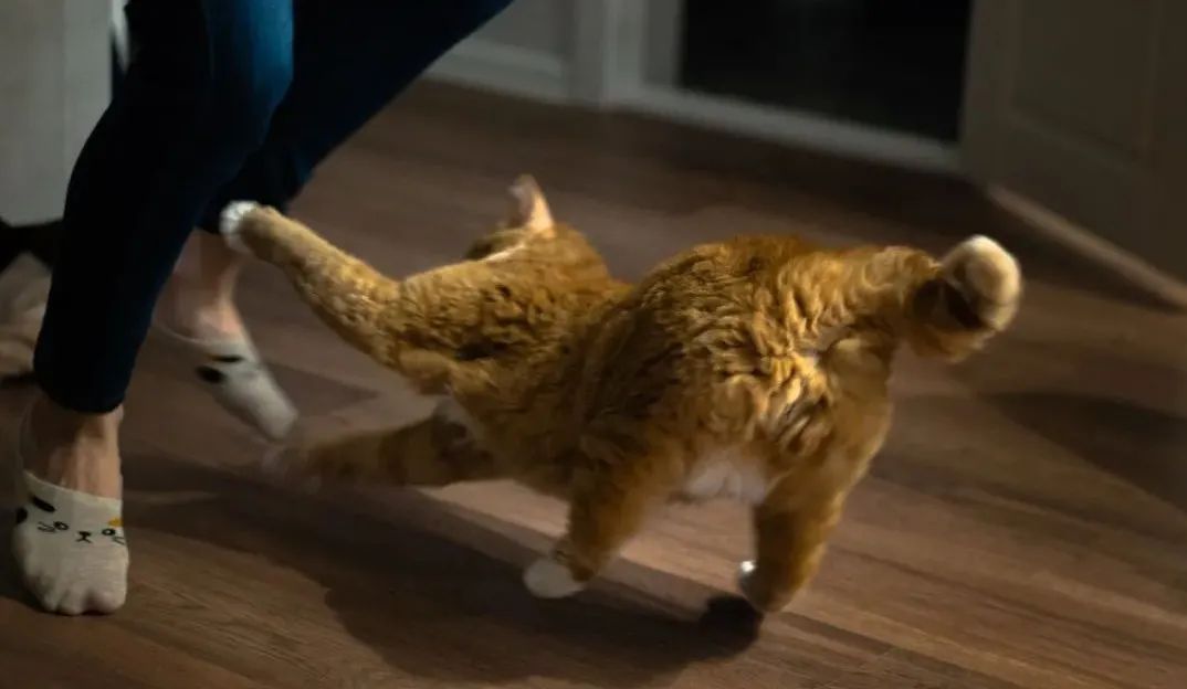 作精小猫半夜蹦迪快来看看保命秘籍