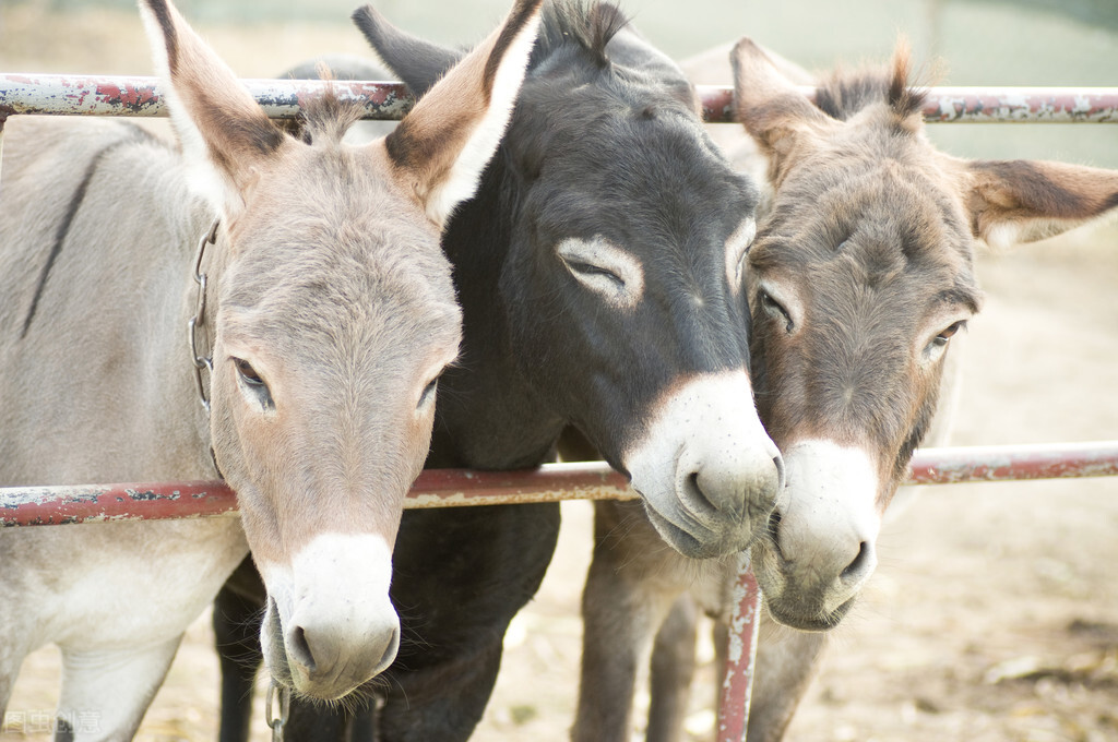 乡下话驴肉香马肉臭打死不吃骡子肉这句话是怎么得来的