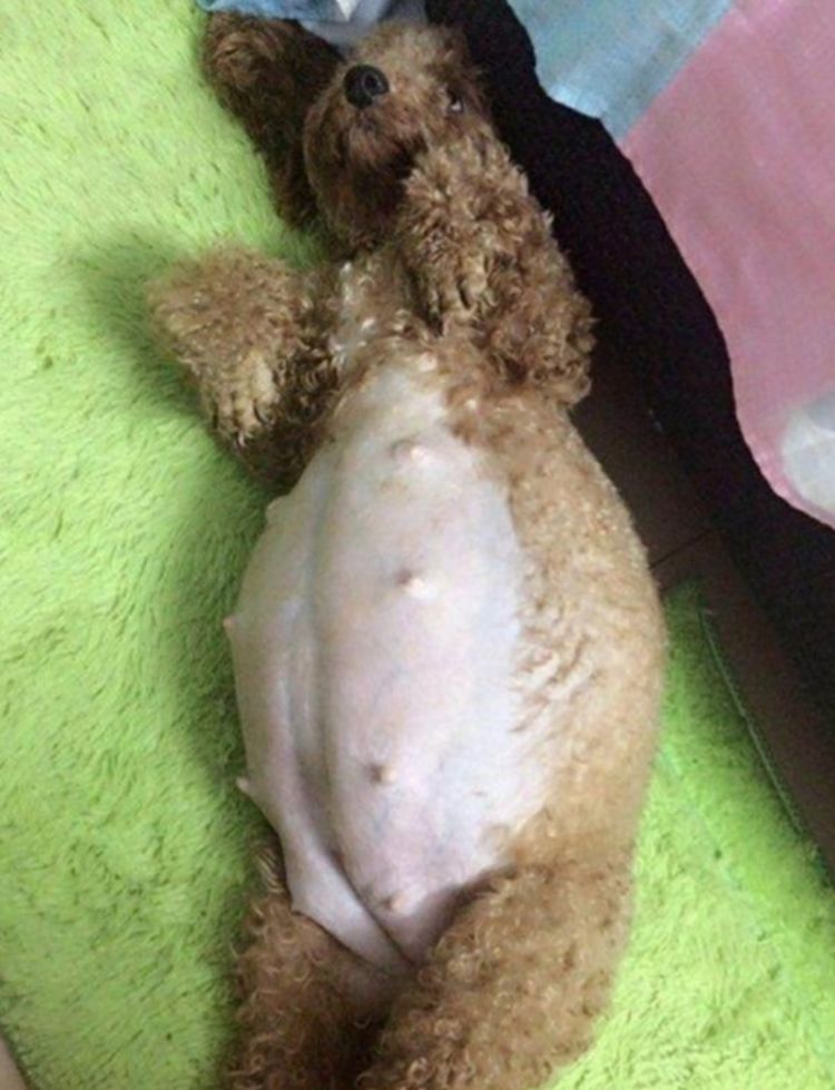 泰迪怀孕肚子大如球主人既心疼又无奈生产时主人看呆了
