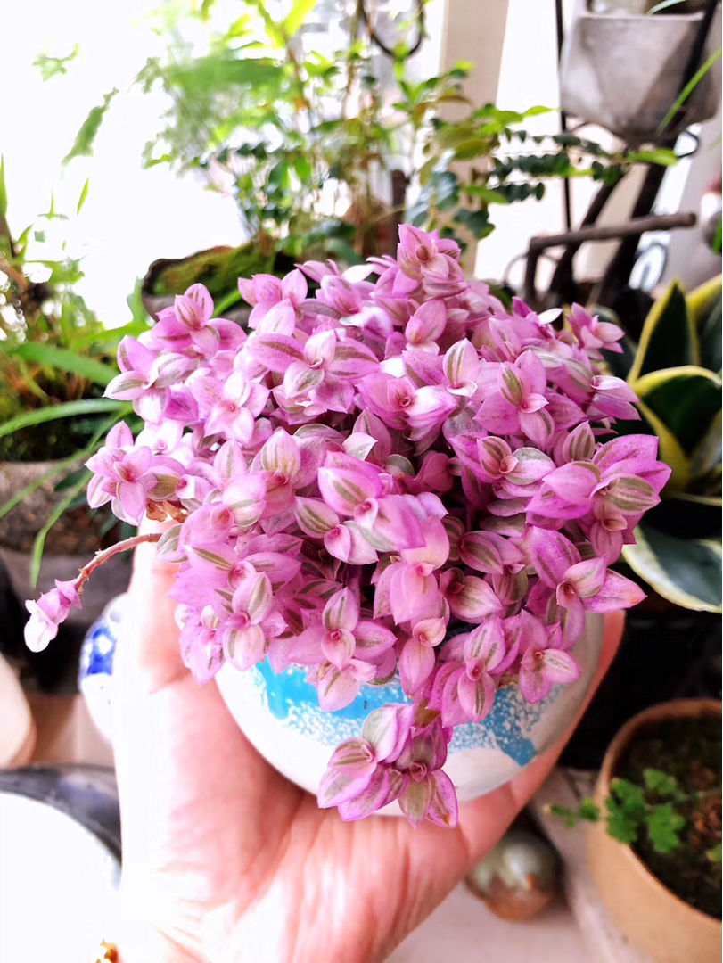 1种多肉名叫胭脂云满盆叶子粉粉嫩嫩爆盆很容易